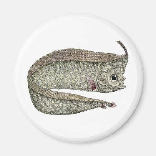  kreeften, zeewaterdieren magneet (Voorkant)