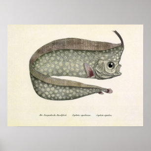 kreeften, zeewaterdieren poster