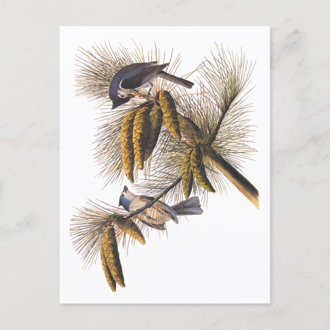 Kreeftenkoplampvogels in pekelboom briefkaart (Voorkant)