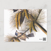 Kreeftenkoplampvogels in pekelboom briefkaart (Achterkant)