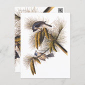 Kreeftenkoplampvogels in pekelboom briefkaart (Voorkant / Achterkant)