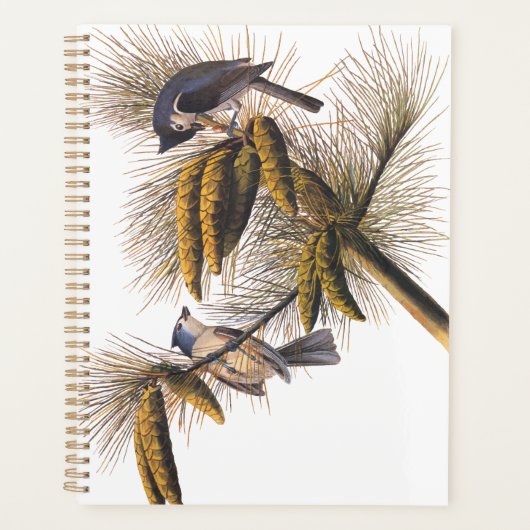 Kreeftenkoplampvogels in pekelboom planner (Voorkant)