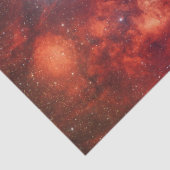 Kreeftnevel Tissuepapier (Detail)