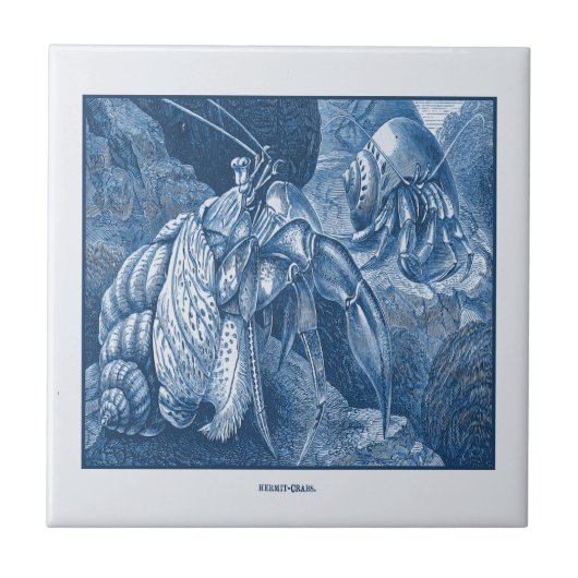 kreeftskkrabben met blauw nicht tegeltje (Voorkant)