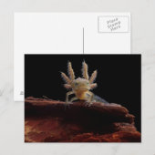 Kreet Briefkaart (Voorkant / Achterkant)