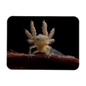 Kreet Magneet (Horizontaal)