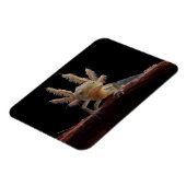 Kreet Magneet (Linkerzijde)