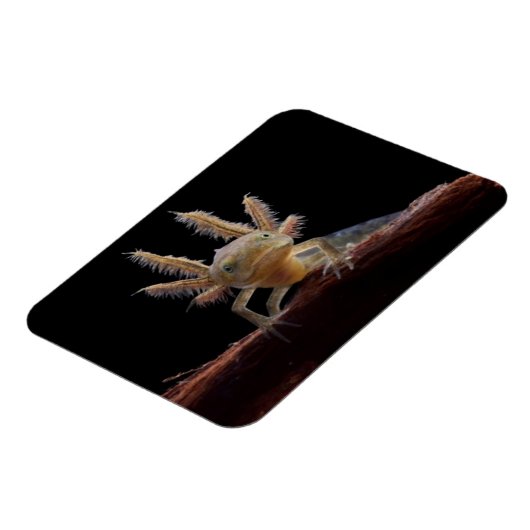 Kreet Magneet (Linkerzijde)