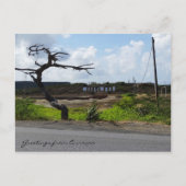 Kreet uit Curaçao (aanpasbaar) Briefkaart (Voorkant)