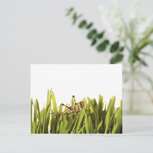 Krekel in tarwegras briefkaart (Staand voorkant)