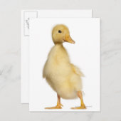 Krelen (1 week oud) briefkaart (Voorkant / Achterkant)