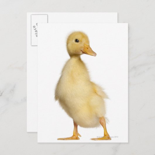 Krelen (1 week oud) briefkaart (Voorkant / Achterkant)