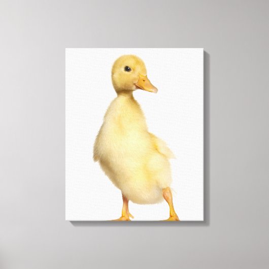 Krelen (1 week oud) canvas afdruk (Voorkant)