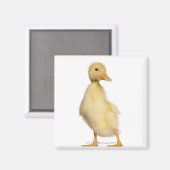 Krelen (1 week oud) magneet (Voorkant / Achterkant)