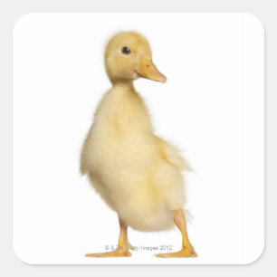 Krelen (1 week oud) vierkante sticker