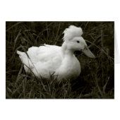 Krestie in zwart-wit (Voorkant Horizontaal)