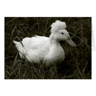 Krestie in zwart-wit