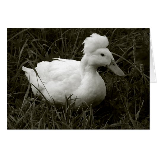 Krestie in zwart-wit (Voorkant Horizontaal)