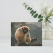 Kreukwittebaars Briefkaart (Staand voorkant)