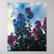 kreupelmyrtle op een bewolkte dag