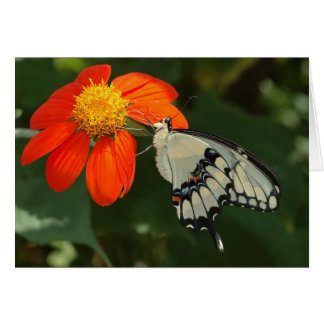 Kreuzenmoerstaart op bloem