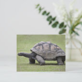 Kreuzenschildpad met gras briefkaart (Staand voorkant)