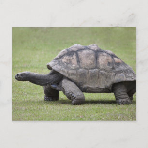 Kreuzenschildpad met gras briefkaart