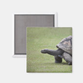 Kreuzenschildpad met gras magneet (Voorkant / Achterkant)