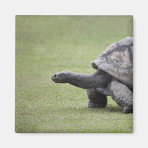 Kreuzenschildpad met gras magneet