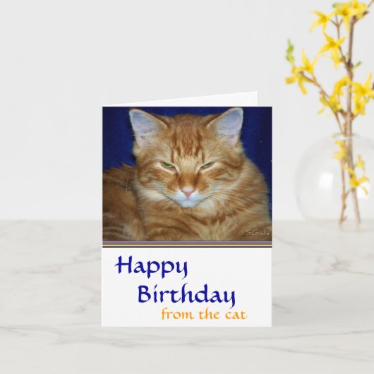 Kribbige Tabby Kat Verjaardagskaart - Grappig Kaart (Gele Bloem)