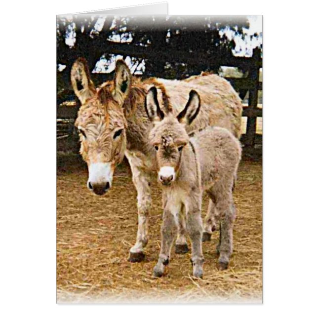 Kriiter Korner (Voorkant)