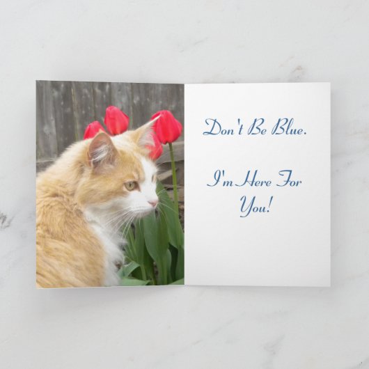 Krijg goed Blauw Kat kaart (Binnen)