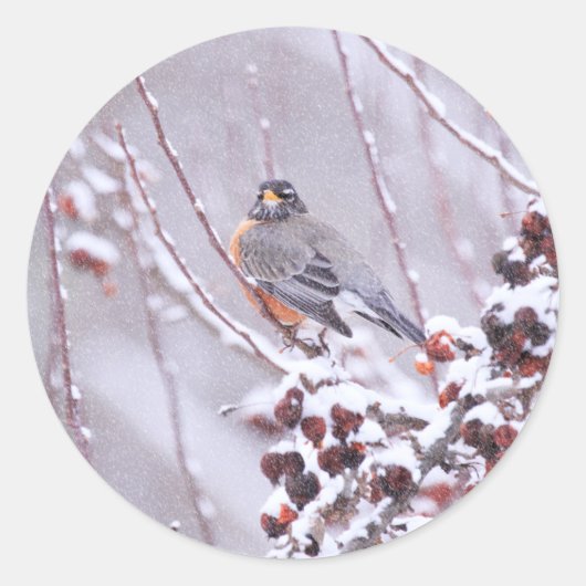 Krijger Amerikaanse Roodborst in Winter Ronde Sticker (Voorkant)