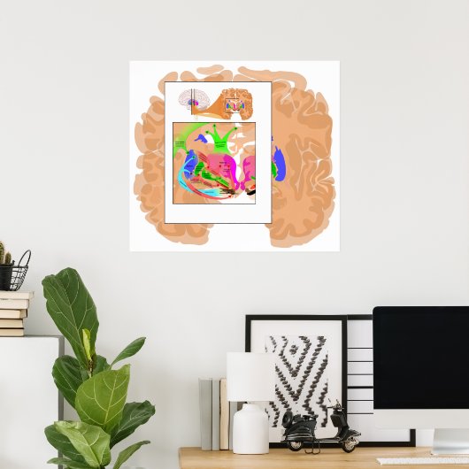 Kringlopen van Basal Ganglia Poster (Thuiskantoor)