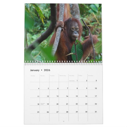 Krista de orangutan Orphan 2013 natuurbescherming Kalender (Jan 2026)