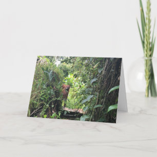 Krista Orangutan Explores Rainforest, Indonesië Kaart