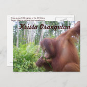Krista Orangutan in Borneo Rainforest Briefkaart (Voorkant / Achterkant)