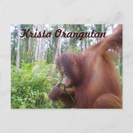 Krista Orangutan in Borneo Rainforest Briefkaart (Voorkant)