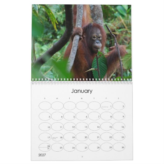 Krista Orangutan-kalender voor natuurbescherming Kalender (Jan 2027)
