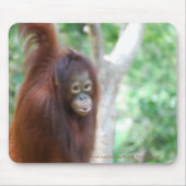 Krista Orangutan Oerwoud Animal Conservation Muismat (Voorkant)