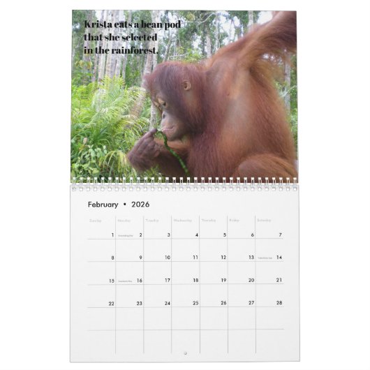 Krista Orangutan Oerwoud School Kalender (Feb 2026)