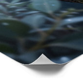 Kristal Koala Eucalyptus Gloed Poster (Hoek)