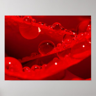 Kristalwaterdruppels op levendige rode bloemblaadj poster