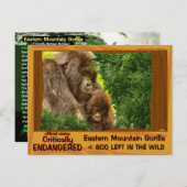 KRITISCH GEVAARLIJK: Eastern Mountain Gorilla - Briefkaart (Voorkant / Achterkant)