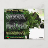 KRITISCH GEVAARLIJK: Eastern Mountain Gorilla - Briefkaart (Achterkant)