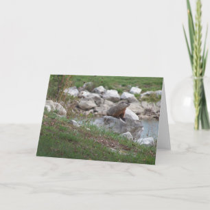 Kritter bij het meer kaart