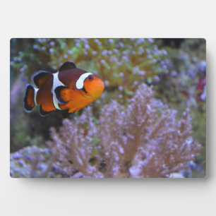 Kroaanvis Zeeanemoon Koraal Natuurfotografie Fotoplaat