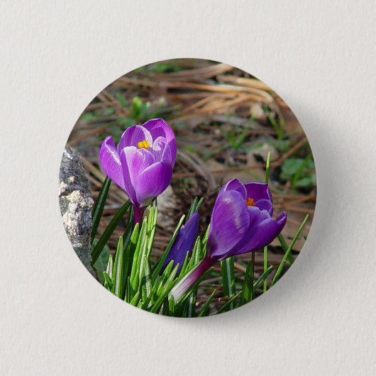 Kroaten in de Button Bloom (Voorkant)