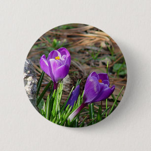 Kroaten in de Button Bloom