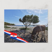 Kroatië | Hrvatska | Adriatisch Zee | Ezel Briefkaart (Voorkant)